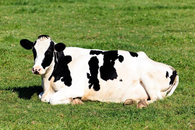Черно-белая корова, лежа на зеленой траве