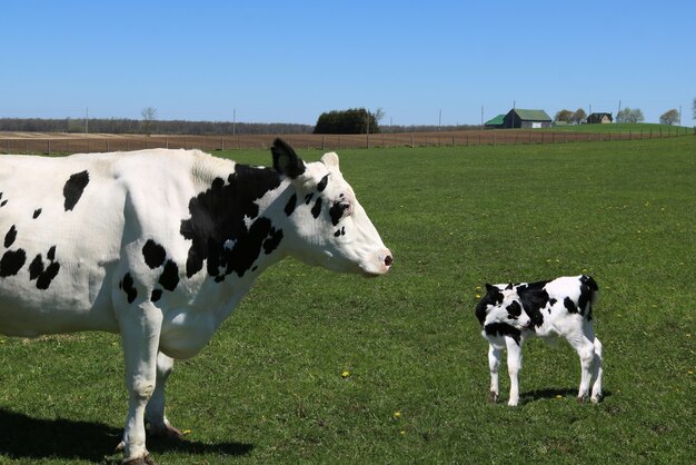 Черно-белая корова стоит в поле с теленком