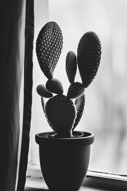 Black and white desert cacti