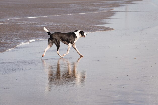 昼間にビーチを歩く黒と白の犬