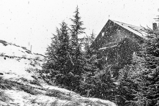 雪のある黒と白の劇的な風景