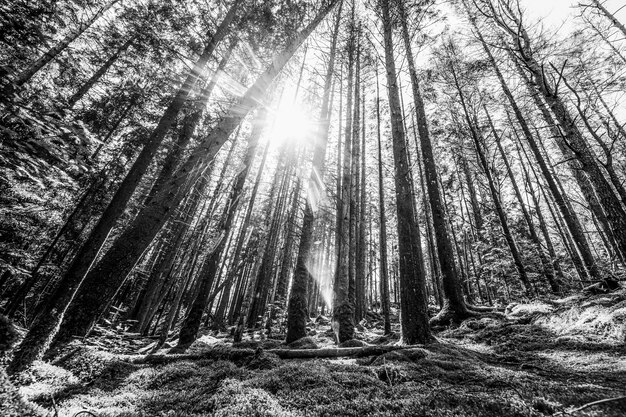 Black and white dramatic landscapes with trees