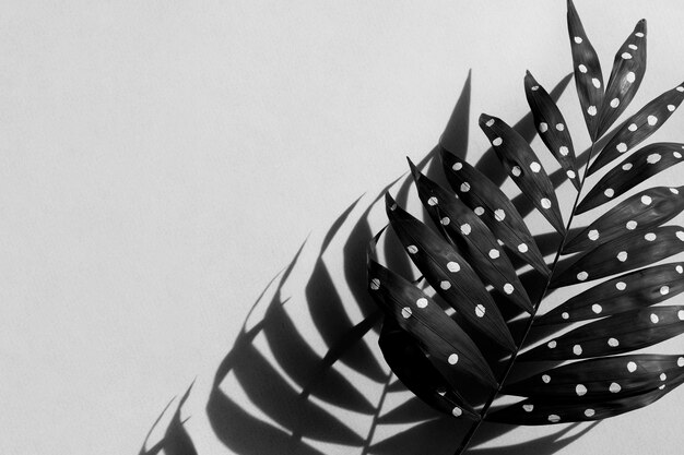 Black and white fern leaves with shadow