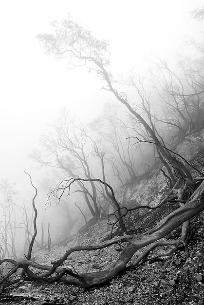 Foto gratuita paesaggio forestale in bianco e nero