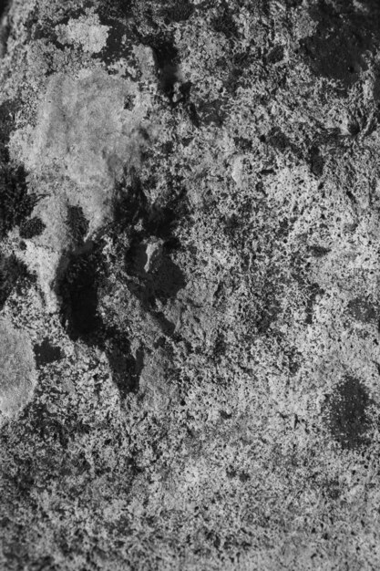 Black and white fungus and lichen on rock