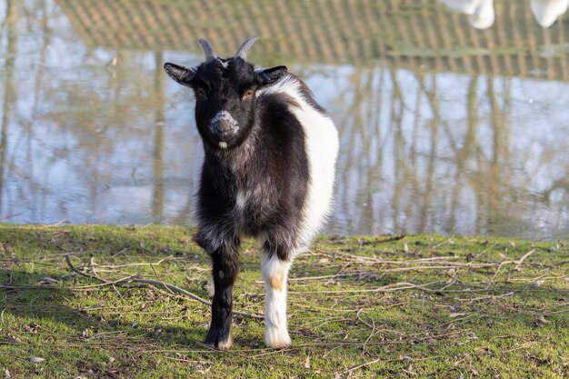 A black and white goat standing on the grassy field next to a pond