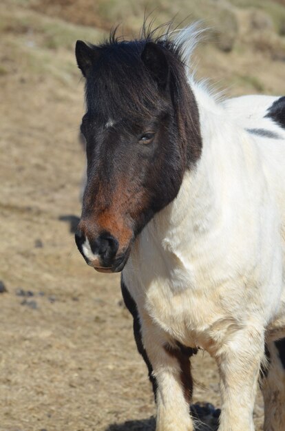 Черно-белая исландская лошадь, стоящая в поле в Исландии.