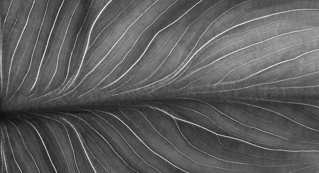 Black and white leaf