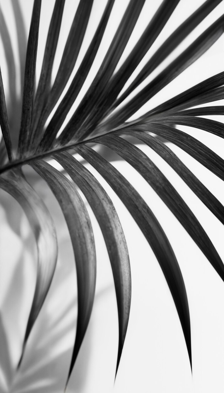 Free Photo black and white palm landscape