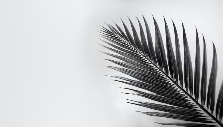 Free Photo black and white palm landscape