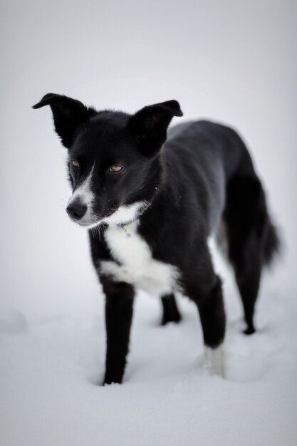 黒と白のショートコーティングされた犬