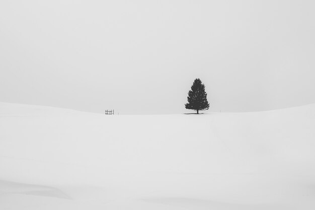 Black and white shot of an isolated pine tree covered with snow in a snowy area in winter