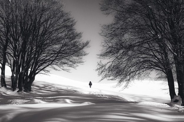 Black and white shot of a person standing on snow and two bare trees