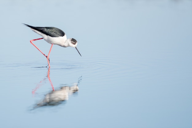 Free photo black and white stilt walking on the water during daytime