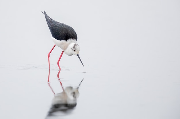 Foto gratuita trampolo bianco e nero che cammina sull'acqua durante il giorno