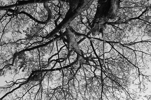 black and white tree branch