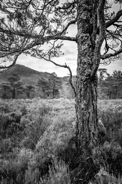 black and white of a tree