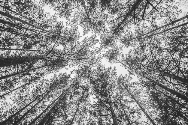 Black and white treetops background