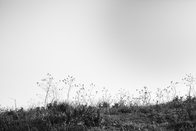 Foto gratuita vista in bianco e nero del paesaggio