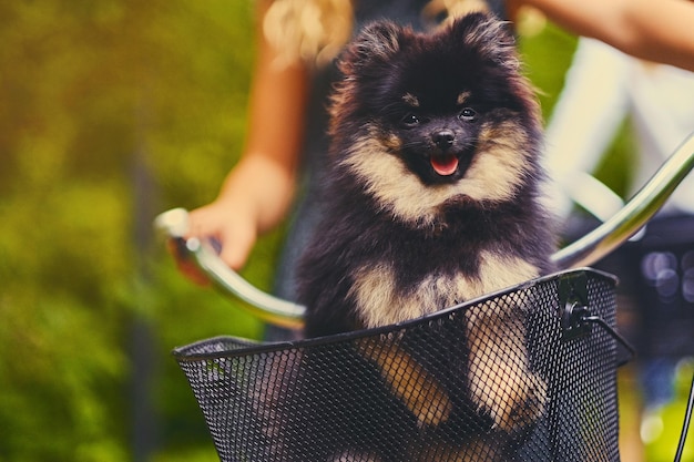 かごの中の黒と黄色のスピッツ犬。