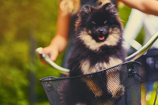 かごの中の黒と黄色のスピッツ犬。