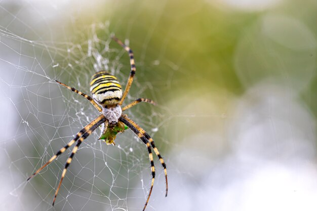웹에 검은색과 노란색 줄무늬 Argiope bruennichi 말벌 거미.
