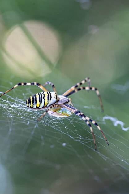 Black and yellow stripe Argiope bruennichi wasp spider on web.