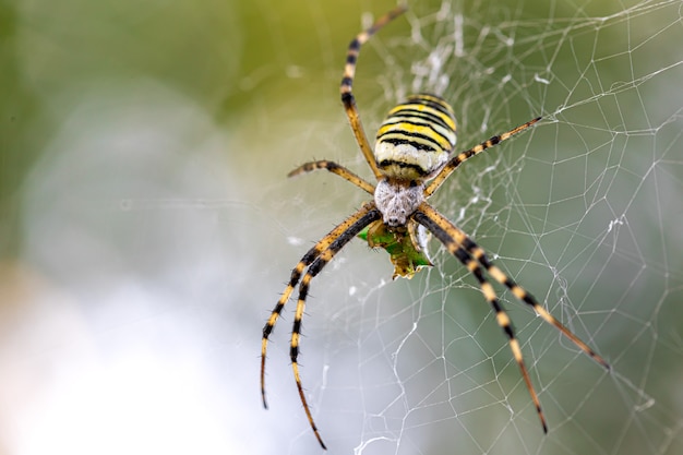 Black and yellow stripe Argiope bruennichi wasp spider on web.