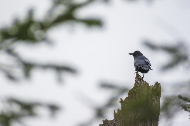 Blackbird sitting on the cut tree during daytime
