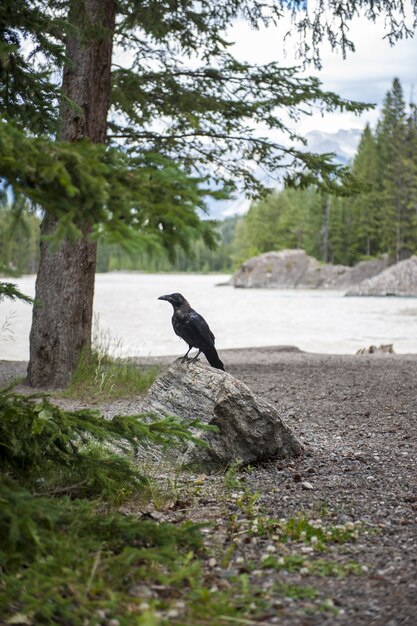 Blackbird sitting on the stone  near the lake