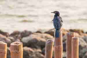 Free photo blackbird sitting on a wooden stick in the shore in mueang samut sakhon district thailand