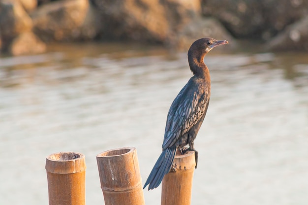 Blackbird sitting on a wooden stick in the shore in Mueang Samut Sakhon District Thailand