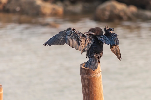 Foto gratuita blackbird seduto su un bastone di legno in riva a mueang samut sakhon district thailandia