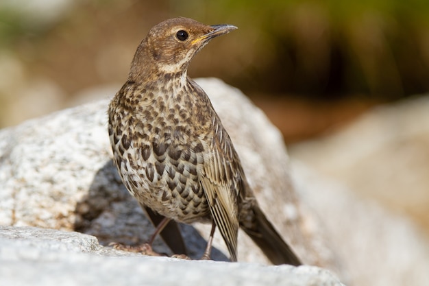 Free photo blackbird, turdus torquatus among the rocks in spain