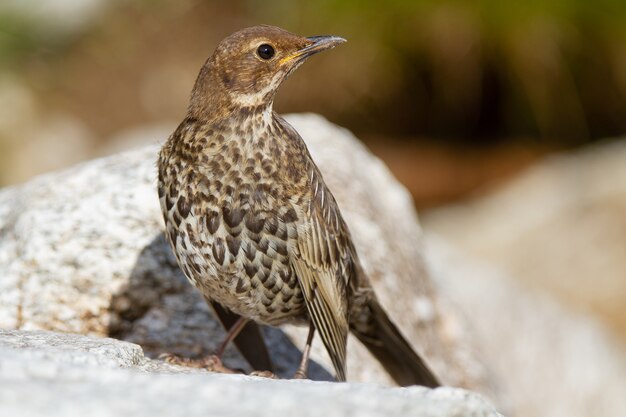 Blackbird, Turdus torquatus among the rocks in Spain