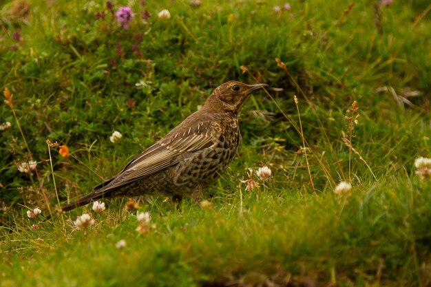 Черный дрозд, Turdus torquatus среди скал в Испании