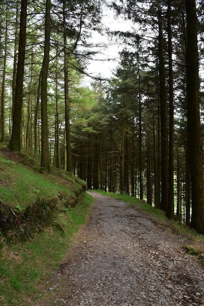 Blackhow Woods Lining a Wide Dirt Trail