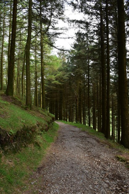 Blackhow Woods Lining a Wide Dirt Trail