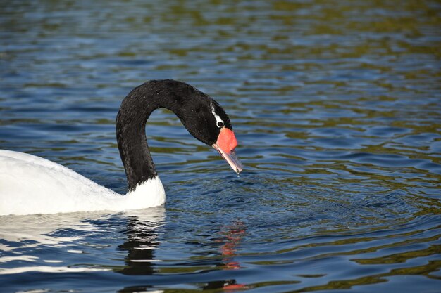 부에노스 아이레스의 공원에서 검은목 백조 Cygnus melancoryphus