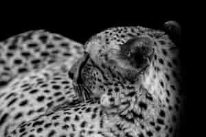 Free photo blackout cheetah