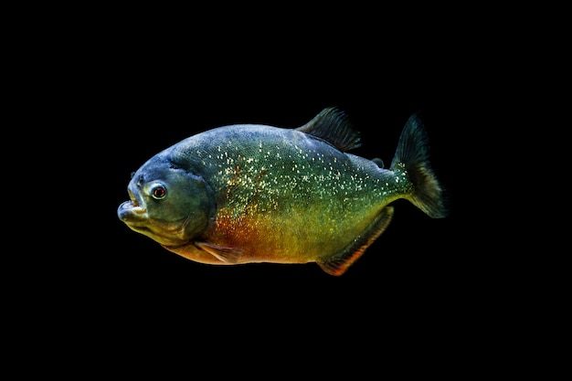 Free photo blackout piranha