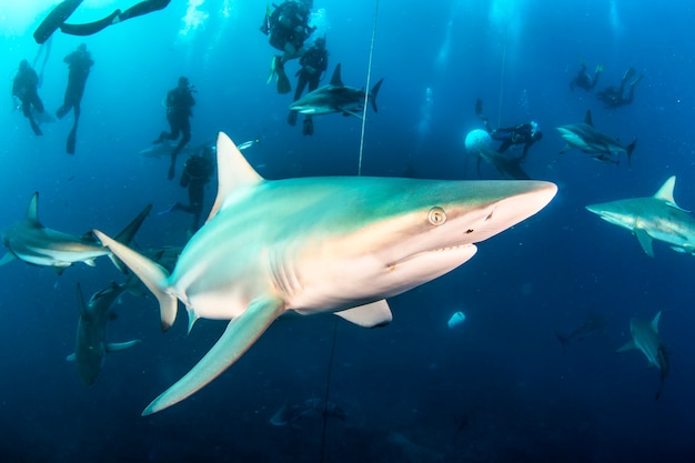 Океанская акула blacktip, плавающая в тропических подводных водах. акулы в подводном мире. наблюдение за животным миром. подводное плавание с аквалангом на южноафриканском побережье юар