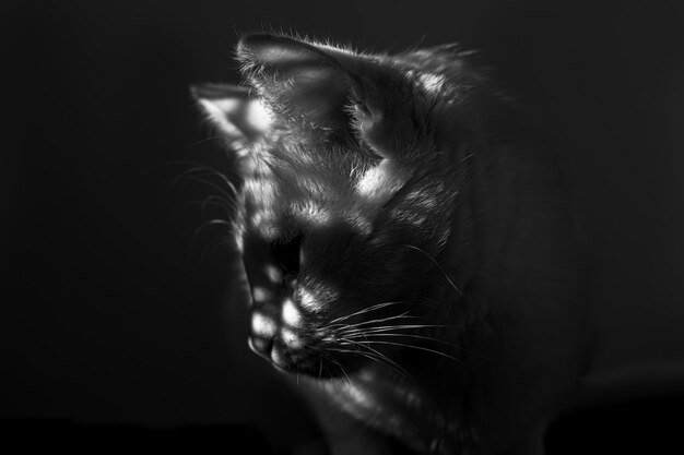 A blackwhite portrait of a domestic cat looking down