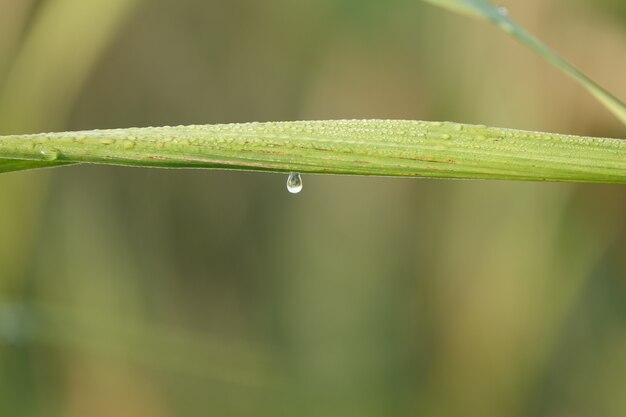 Blade of grass with water droplets