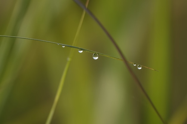 Blade of grass with water droplets