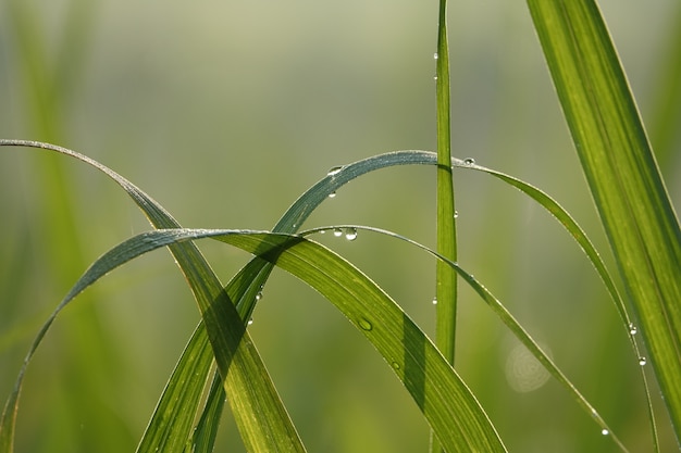 Blade of grass with water droplets