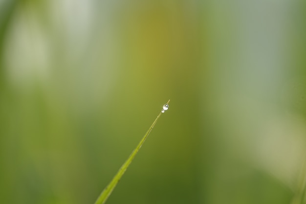 Blade of grass with water droplets