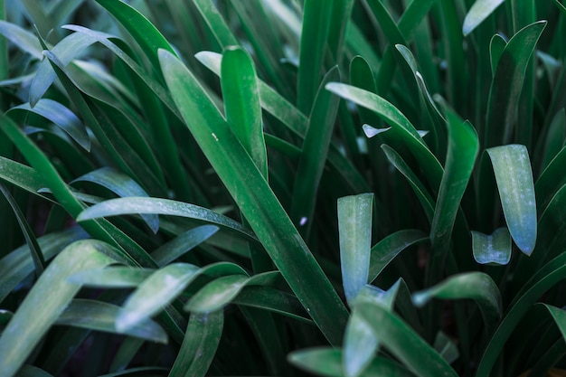 Blades of bush grass