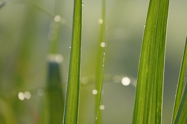 Free photo blades of grass