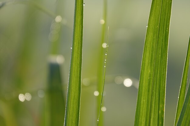 Blades of grass